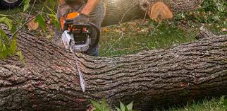 Best Lawn Mowing  in Krum, TX