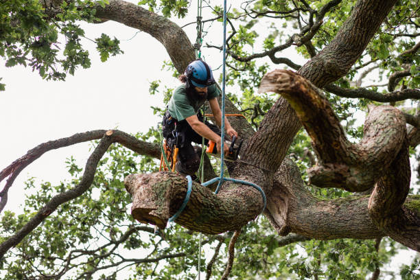 How Our Tree Care Process Works  in  Krum, TX